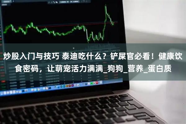炒股入门与技巧 泰迪吃什么？铲屎官必看！健康饮食密码，让萌宠活力满满_狗狗_营养_蛋白质